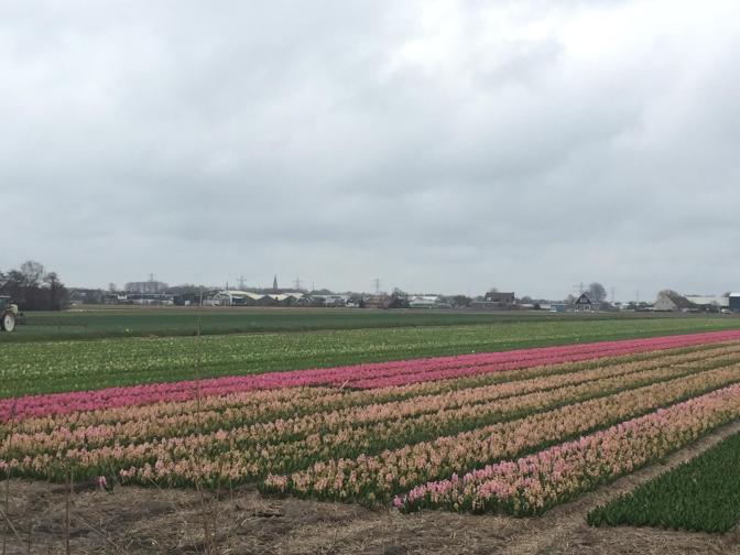 hyacinths and tulips